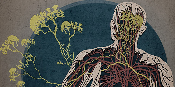 The Creeping Garden: Blu-Ray Review